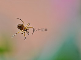 蜘蛛,昆蟲(chóng),性質(zhì)