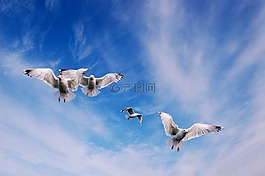 鳥(niǎo),海鷗,天空