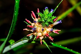 自然,植物區(qū)系,葉