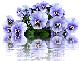 潘茜,春天,開(kāi)花