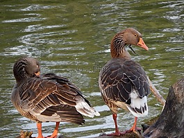 鴨,鵝,野生鳥類