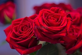 玫瑰,紅色,鮮花