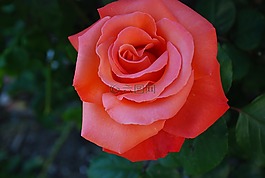 粉色,花,花園