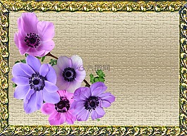 賀卡,銀蓮花,鮮花