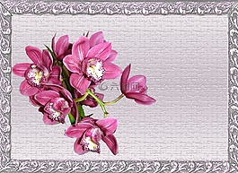 贺卡,粉红色,兰花