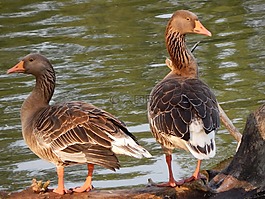 鴨,鵝,野生鳥類
