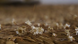 花卉,地毯,仿古