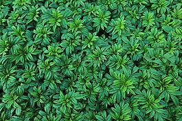 葉,自然,植物區(qū)系