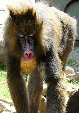 動(dòng)物,猴子,野生動(dòng)物