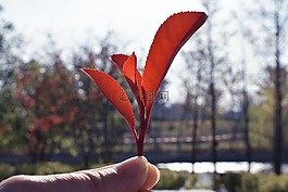 大自然,戶外,樹