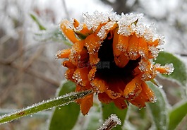 花,万寿菊,橙