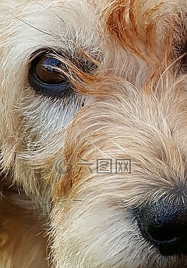 眼睛,狗,動物