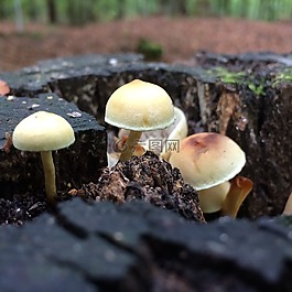 秋季,蘑菇,木