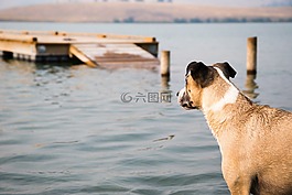 狗,湖,塢站