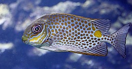 魚,豐富多彩,水族館
