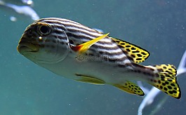 魚,豐富多彩,水族館