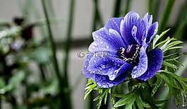 紫色花,特寫,花瓣