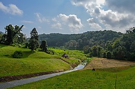原野,綠色,草原