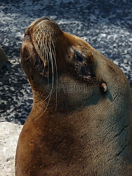 動(dòng)物,海獅,海