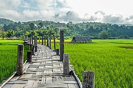 原野,绿色,草