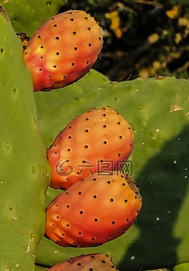 花椒梨,植物,仙人掌