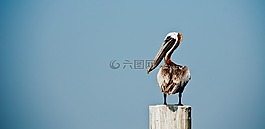 鵜,鳥,清潔