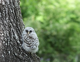 貓頭鷹,owlette,鳥