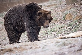 熊,棕色的熊,野生動物
