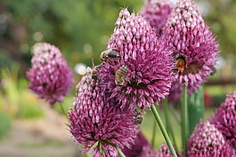花園,花,蜜蜂