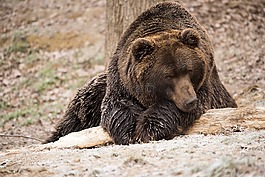 熊,棕色的熊,野生動物