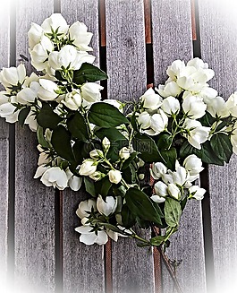 茉莉,鮮花,花束