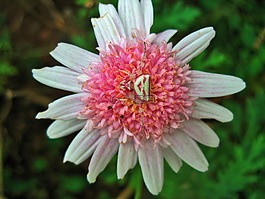 粉色雛菊,花,雛菊