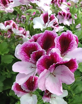 花,自然,盛開