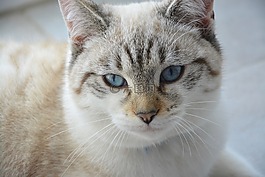 猫,年轻的猫,蓝色的眼睛