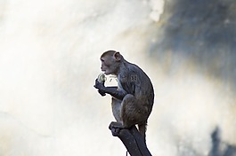 japanmakake,猴子,makake