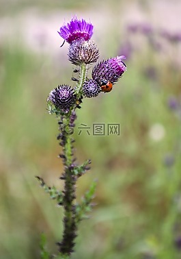 瓢蟲,薊,性質(zhì)