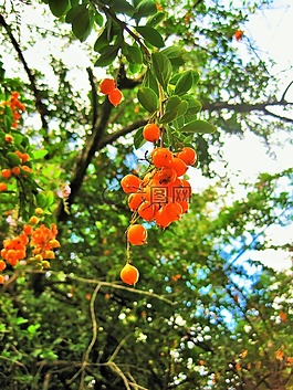 duranta浆果,树,duranta