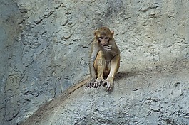 japanmakake,猴子,makake