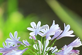 花,科西嘉,性質(zhì)