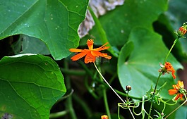 宇宙花,花,宇宙