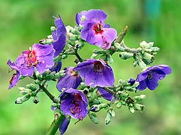 花,紫,tibouchina