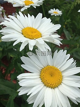 雛菊,花,白