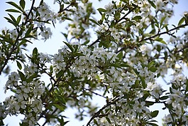櫻花,春天,別墅