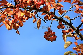 樹,科,性質(zhì)