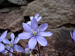 藍(lán)色的?？?花卉,植物