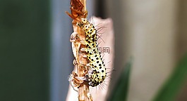 昆蟲,性質(zhì),野生動物