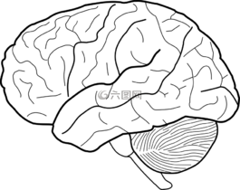 腦,人類(lèi),科學(xué)