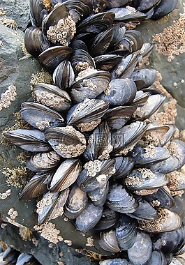 外殼,海鮮,貝類