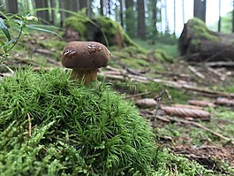 木,性質,蘑菇