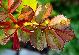 玫瑰花瓣,雨滴,羅森布拉特